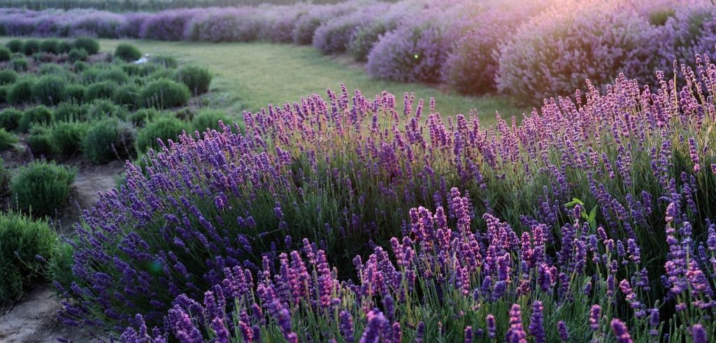 Het verschil tussen ziel en persoonlijkheid. Door Ellen Scheffer