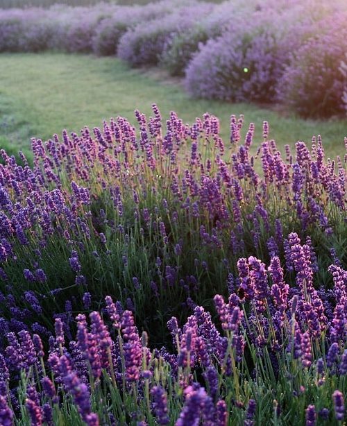 Het verschil tussen ziel en persoonlijkheid. Door Ellen Scheffer
